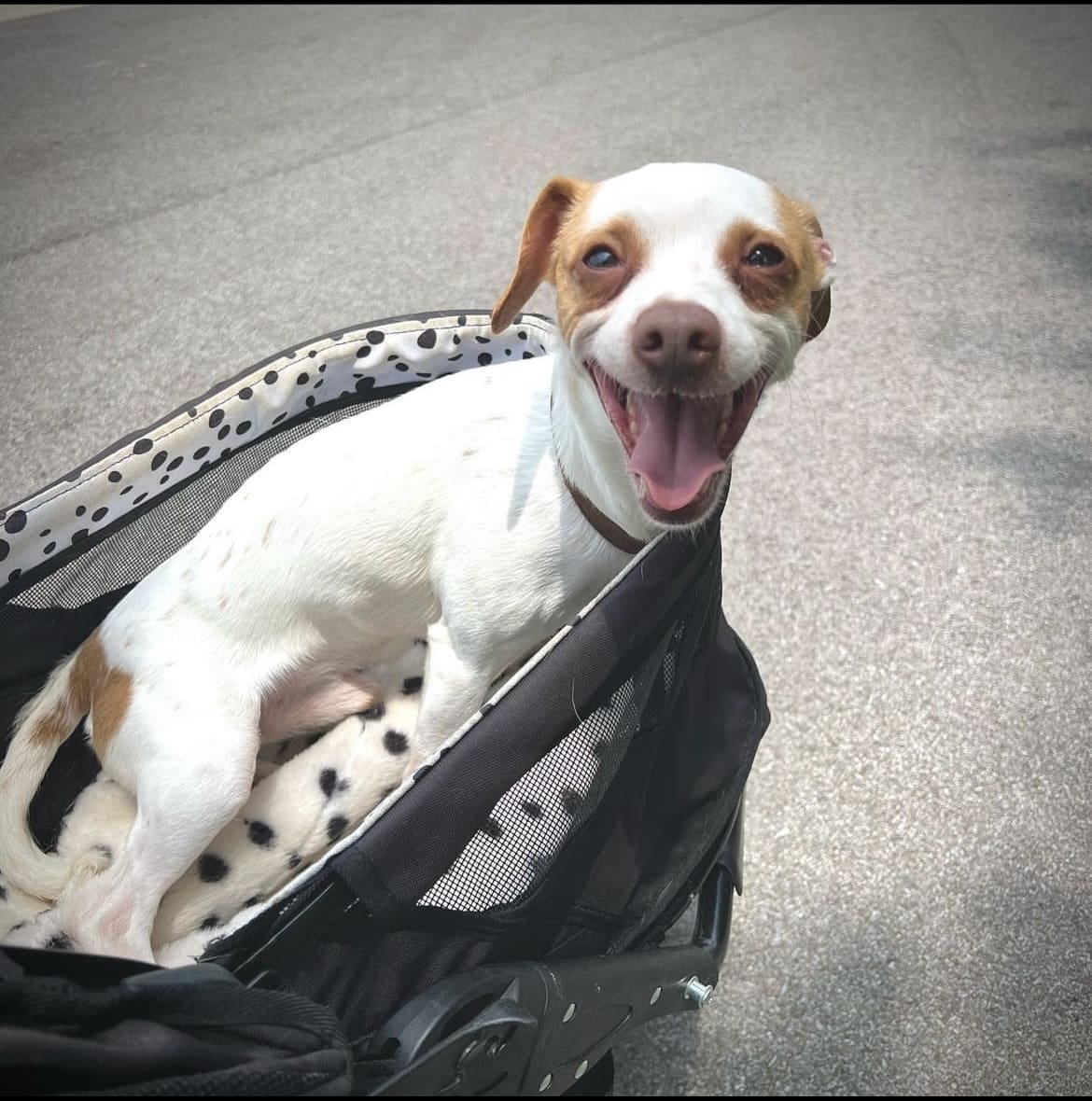 dog